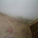 Как избавиться от грибка на потолке